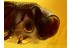 ANOBIIDAE Great Death-Watch BEETLE in BALTIC AMBER 507