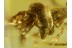 ARCHAEIDAE Great ASSASSIN SPIDER in BALTIC AMBER 494