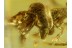 ARCHAEIDAE Great ASSASSIN SPIDER in BALTIC AMBER 494