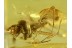 ARCHAEIDAE Great ASSASSIN SPIDER in BALTIC AMBER 494