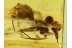 ARCHAEIDAE Great ASSASSIN SPIDER in BALTIC AMBER 494