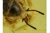 HAIRY FUNGUS BEETLE Mycetophagidae CROWSONIUM in BALTIC AMBER 50