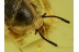 HAIRY FUNGUS BEETLE Mycetophagidae CROWSONIUM in BALTIC AMBER 50