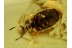 HAIRY FUNGUS BEETLE Mycetophagidae CROWSONIUM in BALTIC AMBER 50