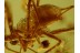 Linyphiidae Nice Sheet Weaver SPIDER in BALTIC AMBER 491