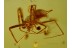 Linyphiidae Nice Sheet Weaver SPIDER in BALTIC AMBER 491