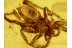 ARANEAE SPIDER & BITING MIDGES in BALTIC AMBER 495