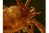 TROMBIDIIDAE Superb Preserved  VELVET MITE in BALTIC AMBER 489