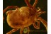 TROMBIDIIDAE Superb Preserved  VELVET MITE in BALTIC AMBER 489