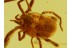 TROMBIDIIDAE Superb Preserved  VELVET MITE in BALTIC AMBER 489