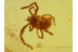 TROMBIDIIDAE Superb Preserved  VELVET MITE in BALTIC AMBER 489