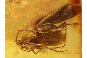 2 Great Looking CADDISFLIES Trichoptera in BALTIC AMBER 705