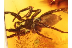 2 Large SPIDERS Inclusion in BALTIC AMBER 834