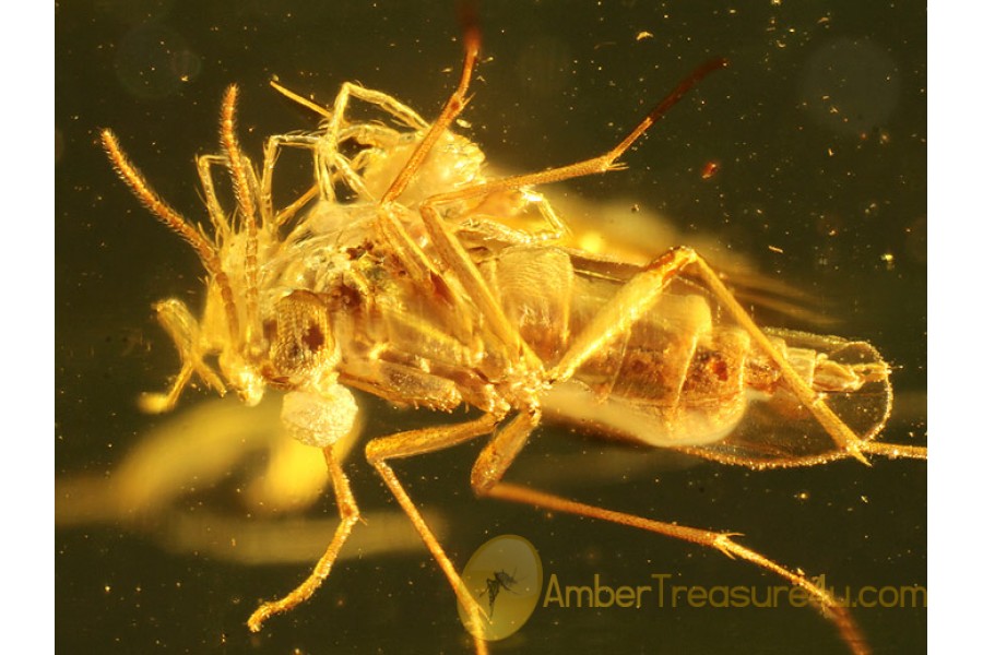 2 MITES on SCIARID GNAT in Genuine BALTIC AMBER 289