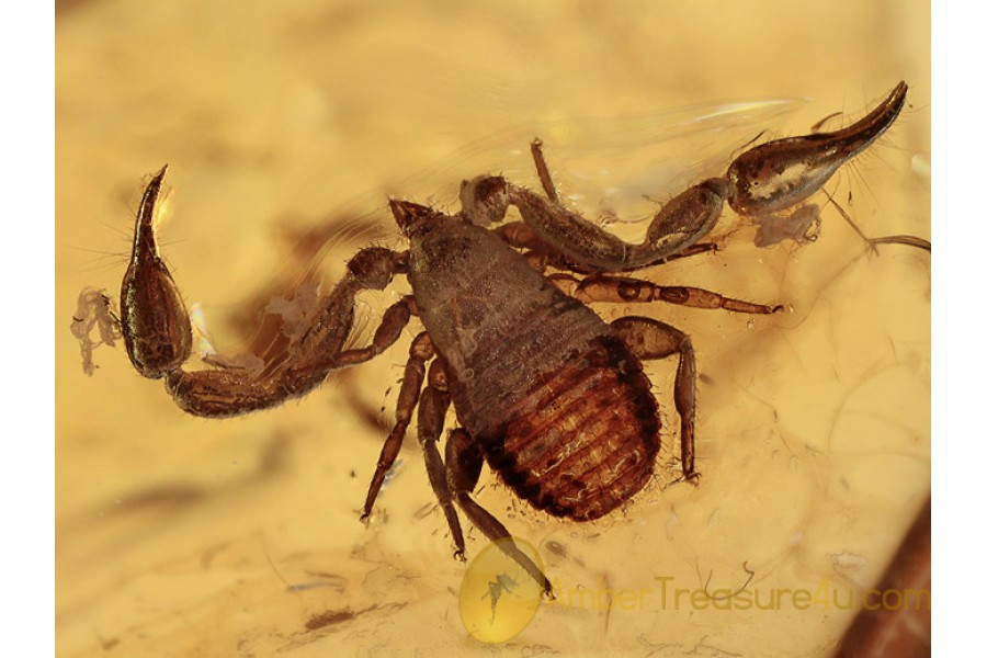 2 PSEUDOSCORPIONS Huge CHELIFER in BALTIC AMBER 1100