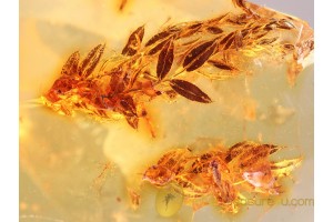 2 Rare MOSS TWIGS Inclusion in BALTIC AMBER 887
