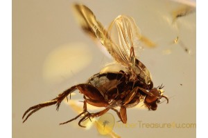 2 SCUTTLE FLIES PHORIDAE in BALTIC AMBER 918