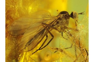 2 Superb looking EMPIDID FLIES in BALTIC AMBER