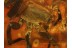 Giant LIOCRANIDAE SAC SPIDER & More in BALTIC AMBER 567