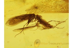 3 CADDISFLIES Trichoptera in Genuine BALTIC AMBER 282