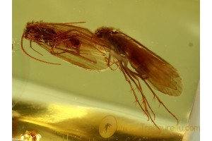 3 Great CADDISFLIES Trichoptera GREEN EYED in BALTIC AMBER 514