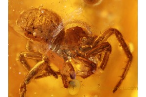 3 SPIDERS Inclusion in Genuine BALTIC AMBER 833