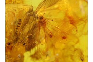3 Superb LACEWINGS & More in BALTIC AMBER 162