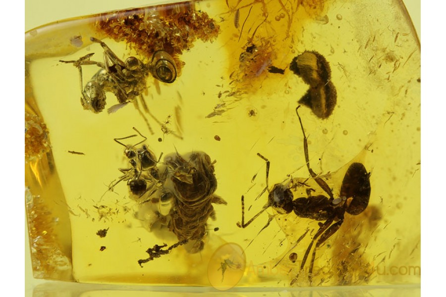 4 ANTS & BEETLE LARVAE EXUVIAE  in BALTIC AMBER 365