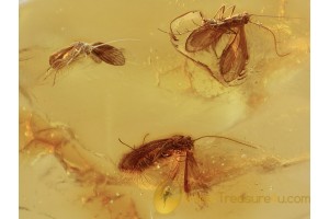 4 CADDISFLIES Trichoptera in Genuine BALTIC AMBER 1037