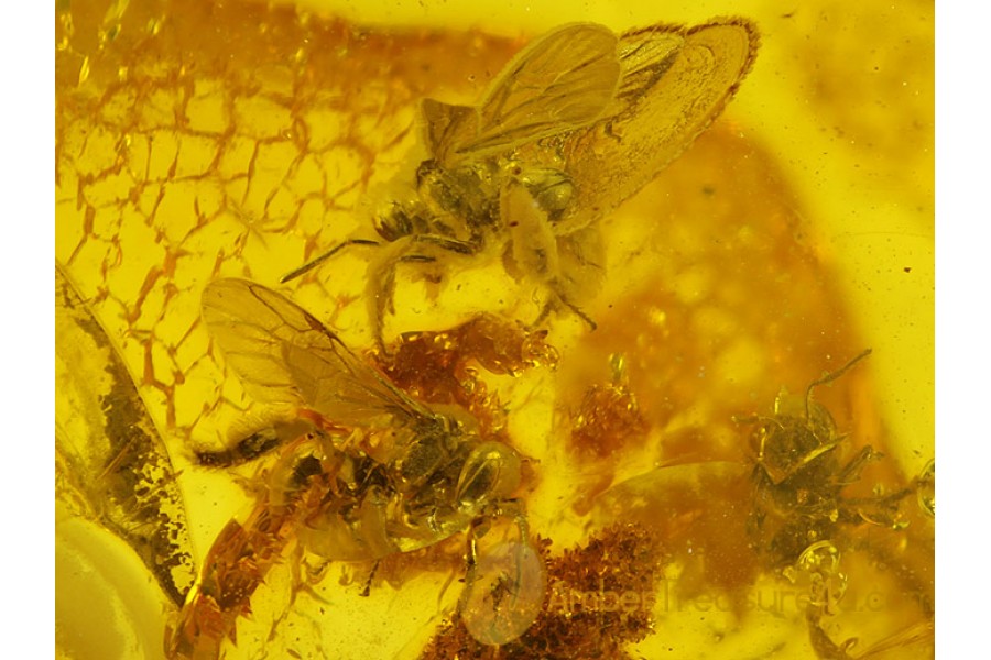 4 Honey Bee APIDAE in BALTIC AMBER 118