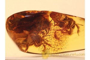 4 Huge Honey Bees APIDAE in BALTIC AMBER 826