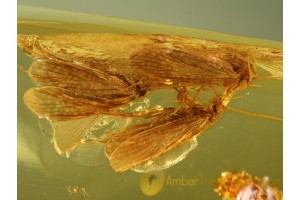 4 Nice CADDISFLIES Trichoptera in BALTIC AMBER 475