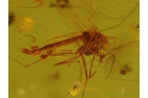 5 PHORETIC MITES on MIDGE & More in Genuine BALTIC AMBER