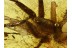 Large LIOCRANIDAE SAC SPIDER in BALTIC AMBER 568