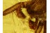 ARANEAE Superb looking SPIDER in BALTIC AMBER 490
