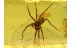 ARANEAE Superb looking SPIDER in BALTIC AMBER 490