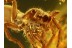 SALTICIDAE Superb JUMPING SPIDER in BALTIC AMBER 536