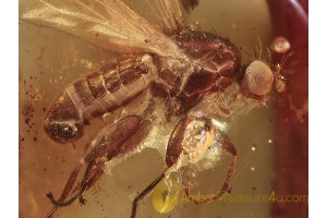 ACALYPTRATAE Muscoid Fly in BALTIC AMBER 1219