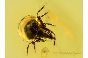 ACARI Great Preserved MITE in BALTIC AMBER 535