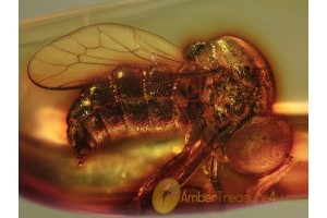 ACROCERIDAE Small-Headed FLY in BALTIC AMBER 1227