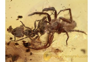 ACTION ! SPIDER Attacking ANT in BALTIC AMBER 1047