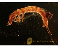 ADEPHAGA Beetle Larva in BALTIC AMBER 1098