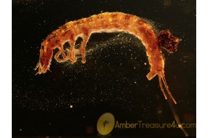 ADEPHAGA Beetle Larva in BALTIC AMBER 1098