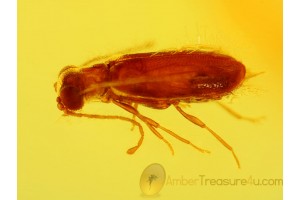 ADERIDAE Superb Ant-like Leaf BEETLE in BALTIC AMBER 188