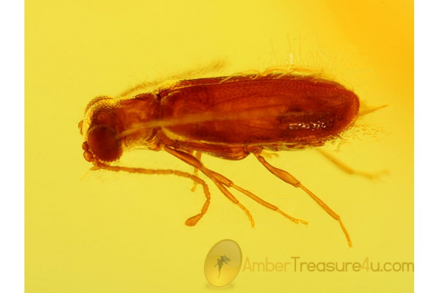 ADERIDAE Superb Ant-like Leaf BEETLE in BALTIC AMBER 188