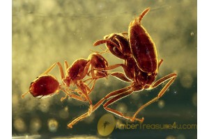 AMAZING looking Fighting ANTS in BALTIC AMBER 435