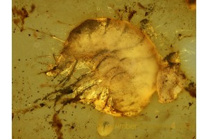 AMPHIPODA Freshwater Shrimp in BALTIC AMBER 543