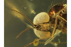 ANISOPODIDAE WOOD GNAT Inclusion in BALTIC AMBER 448