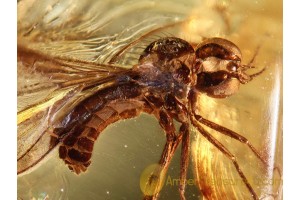 ANISOPODIDAE WOOD GNAT Inclusion in BALTIC AMBER 875