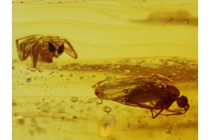 ANISOPODID GNAT & THERIDIID SPIDER  in BALTIC AMBER 344